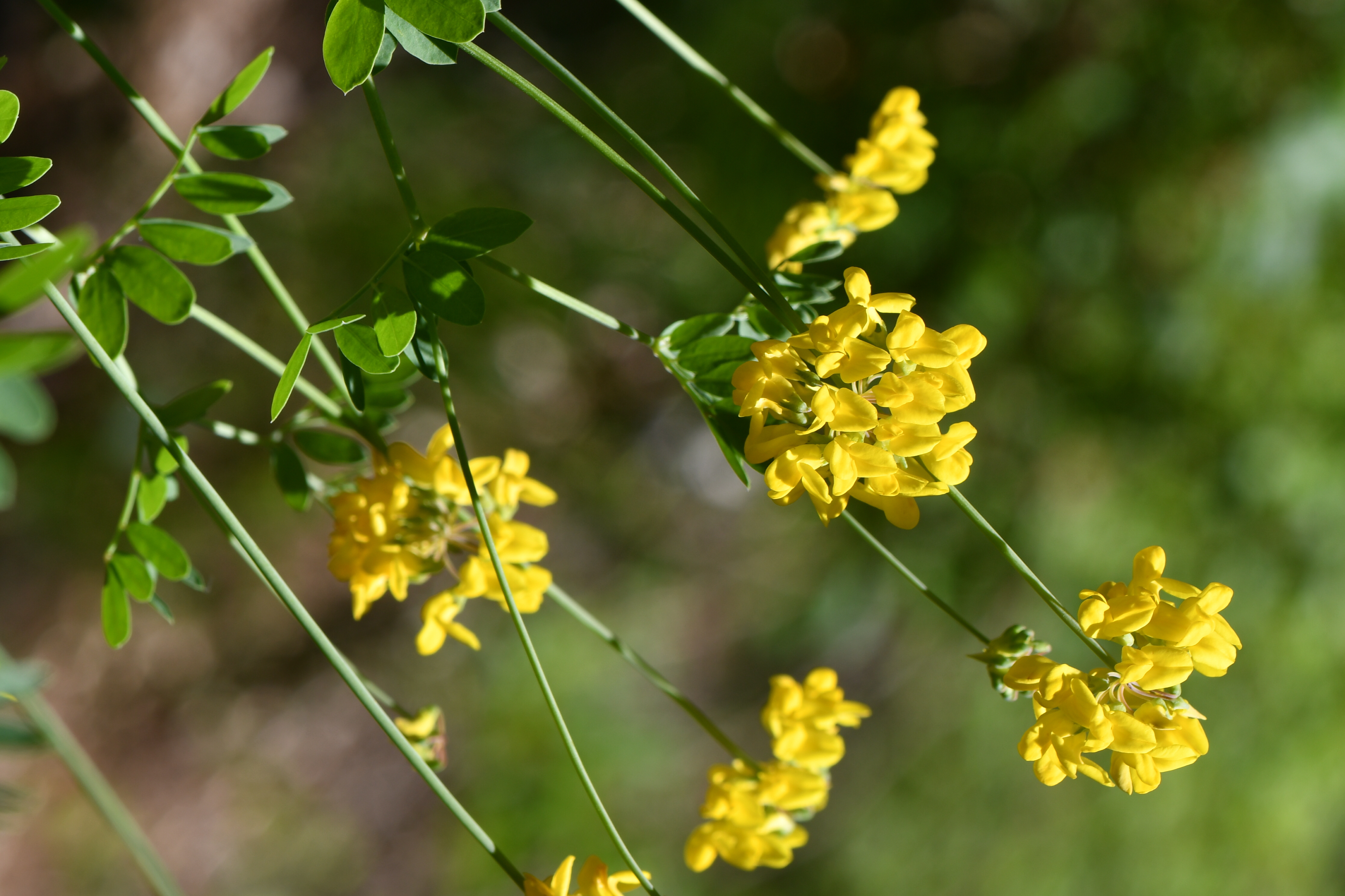 Coronilla coronata L.